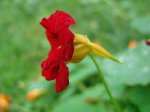 Настурция: и украшение, и лекарство, и пища Настурция: и украшение, и лекарство, и пища