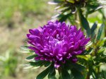 ����� (Aster)