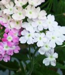 ������� (Verbena)