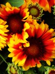 ��������� (Gaillardia)