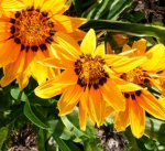 �������, ������� (Gazania)