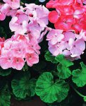 ������ (Geranium)