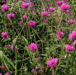 �������� (Gomphrena)