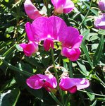 ������� ��������, ��� ���� �������� (Lathyrus odoratus)