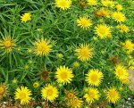 ������� (Inula)