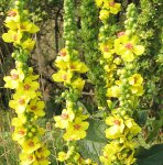 �������, �������� ��� (Verbascum thapsus)