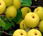 ���� (Cydonia oblonga)