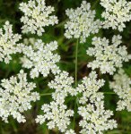 ���� (Anisum vulgare)