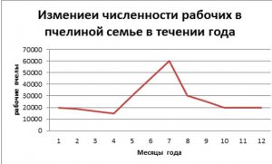 Пчелиная семья Пчелиная семья