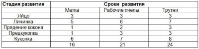 Пчелиная семья Пчелиная семья