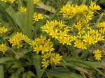 ������������ ���� (Allium)