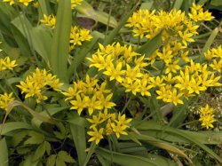 ������������ ���� (Allium)