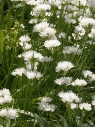 ������������ ���� (Allium)