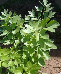 �������� (officinale)