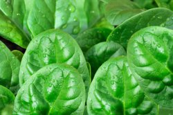 ������ (Spinacia oleracea)