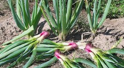 ���-����� (Allium fistulosum)