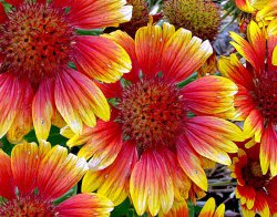 ���������� (Gaillardia)