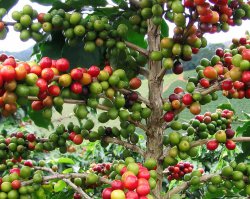 �������� ������. (Coffea arabika)