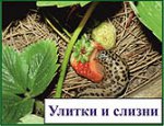 Земляника: выращивание и посадки Земляника: выращивание и посадки