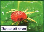 Земляника: выращивание и посадки Земляника: выращивание и посадки