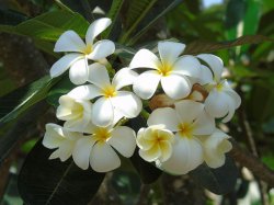 ��������. �����������, ����