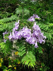 ��������� (Jacaránda)