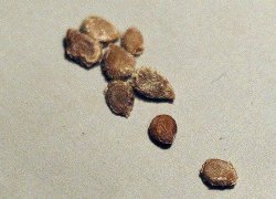 �� ������ �� �������