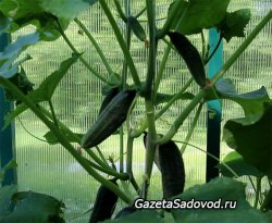 �������� ������ ��� ����������� ������� � �������