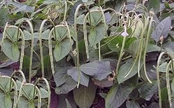 ����� ���������: �������, ����