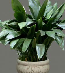 ���������� ������� (Aspidistra elatior)