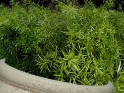 ��������� ��������� (Asparagus Sprengeri)