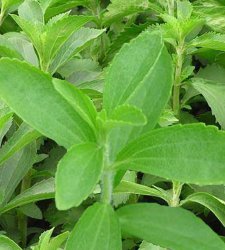 ������ (Stevia redandiana)