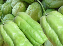����� (Sechium edule)