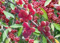 �������� ����������� (Shephérdia argéntea)