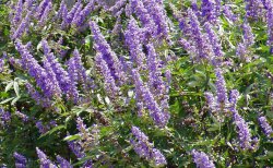 ����� (Hyssopus officinalis)
