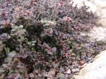 ������. Thymus vulgaris