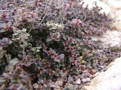 ������. Thymus vulgaris